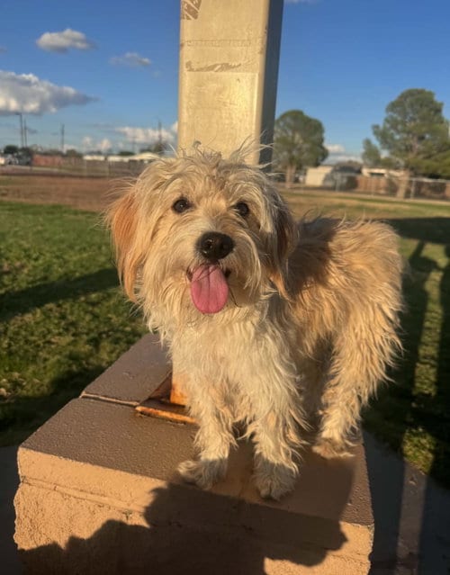 Photo of Crockett, adoptable Havanese in Grafton, Wisconsin
