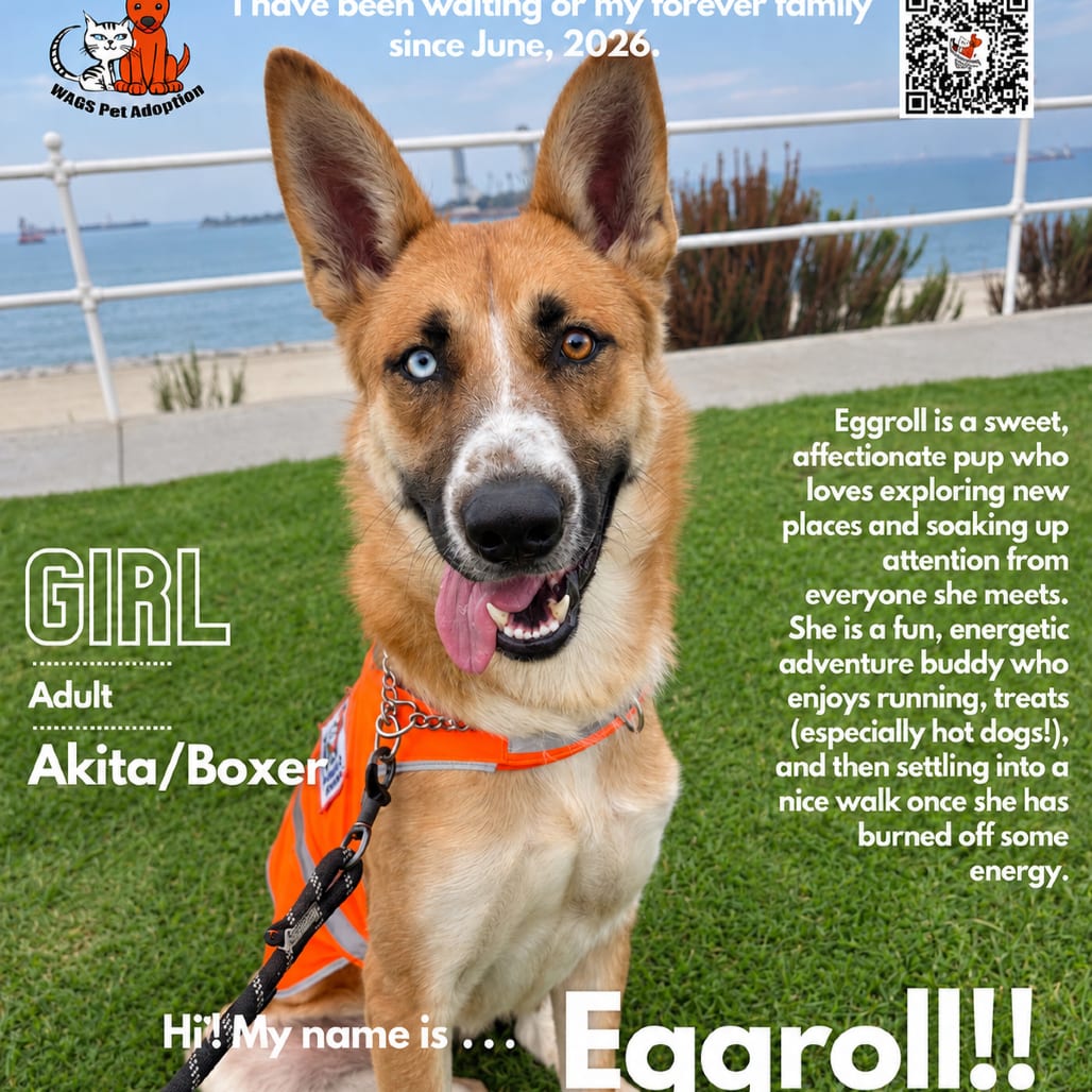 Photo of Eggroll, adoptable Akita / Boxer in Westminster, California