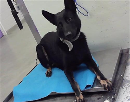 Photo of Sally, adoptable German Shepherd Dog in Houston, Texas