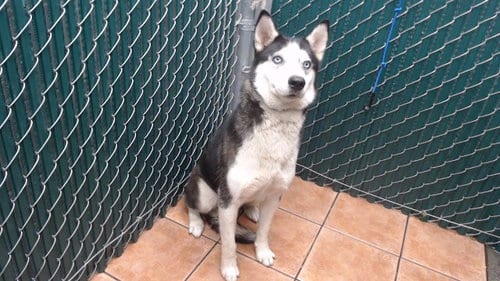 Photo of Astra, adoptable Siberian Husky in Downey, California