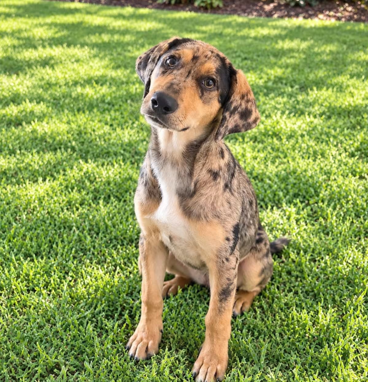 Photo of Lilo, adoptable Catahoula Leopard Dog in Baton Rouge, Louisiana