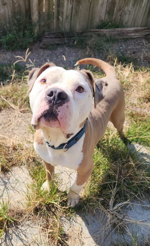 Photo of Boss, adoptable American Pit Bull Terrier in Evansville, Indiana