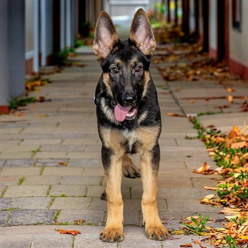 Photo of Odin, adoptable German Shepherd Dog in St Louis, Missouri