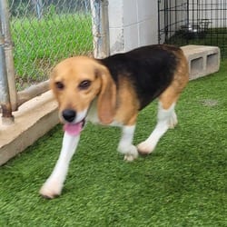 Photo of Sadie 6304, adoptable Beagle in Loxahatchee, Florida