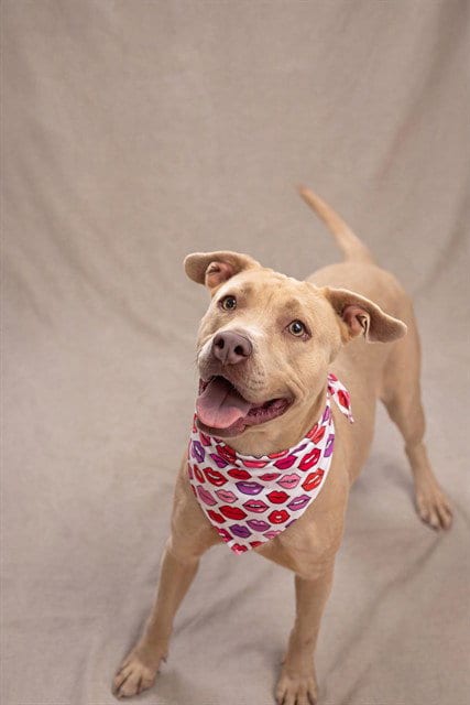 Photo of Paris (D144-25), adoptable Pit Bull Terrier in Belleville, Illinois