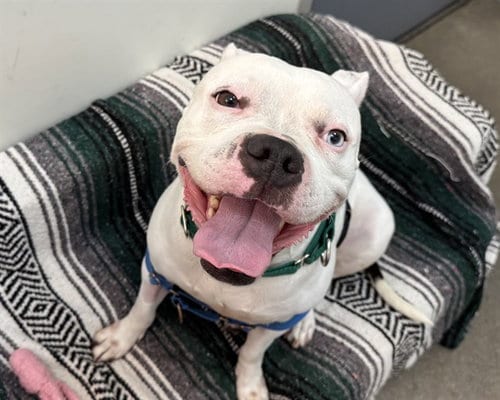 Photo of Winter, adoptable American Pit Bull Terrier in Berkeley, California
