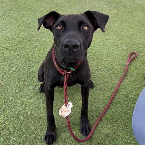 Photo of Brady, adoptable Labrador Retriever in Phoenix, Arizona