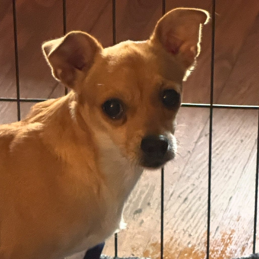 Photo of Pinkie, adoptable Chihuahua in Maryland, Maryland