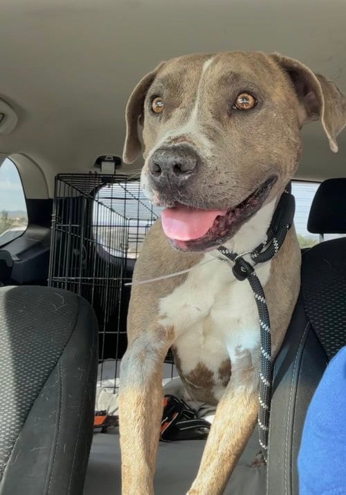 Photo of Lena, adoptable Pit Bull Terrier in ROSEVILLE, California