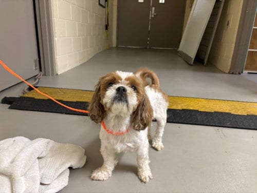 Photo of Ekans, adoptable Terrier in Sanford, Florida