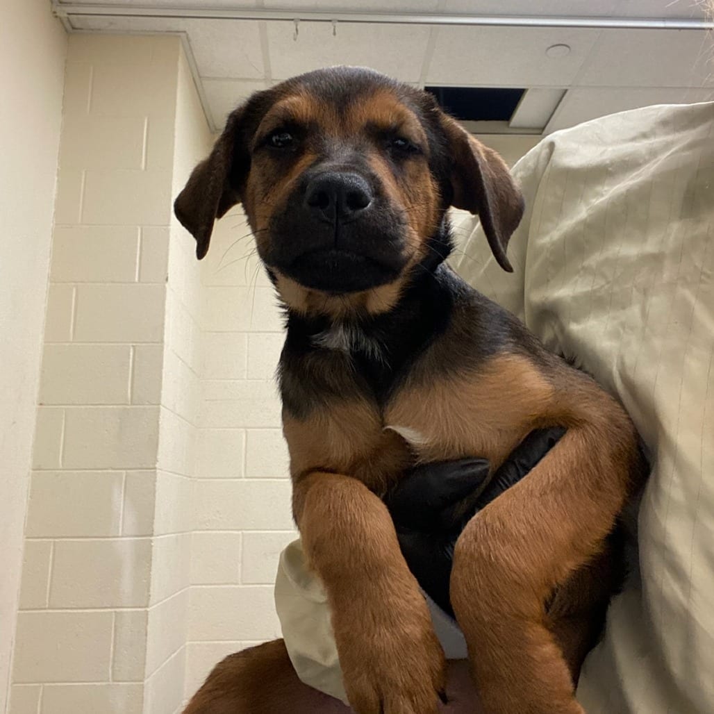 Photo of Manzana, adoptable dog