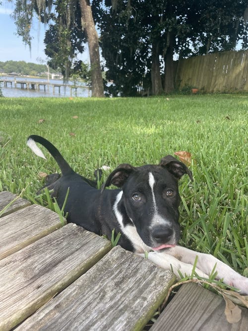 Photo of Bojangles, adoptable American Bulldog in Mobile, Alabama