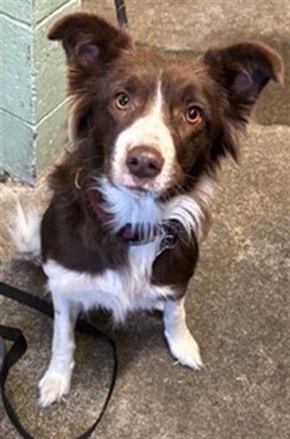 Photo of A743988, adoptable Australian Shepherd in Sacramento, California