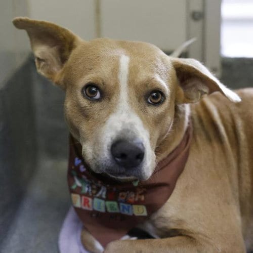 Photo of Fabio, adoptable American Bulldog in San Antonio, Texas