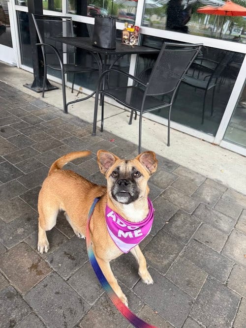 Photo of Magpie, adoptable Shepherd in Shermans Dale, Pennsylvania
