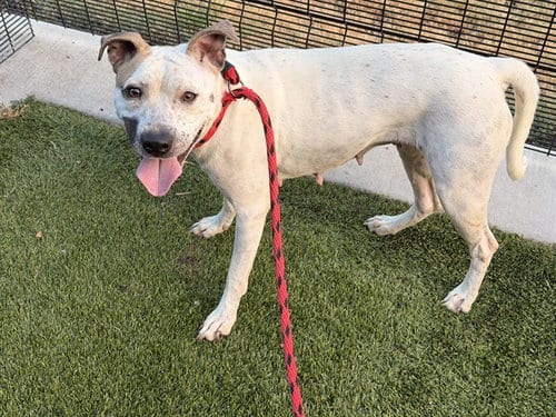 Photo of Curly, adoptable Pit Bull Terrier in Garland, Texas