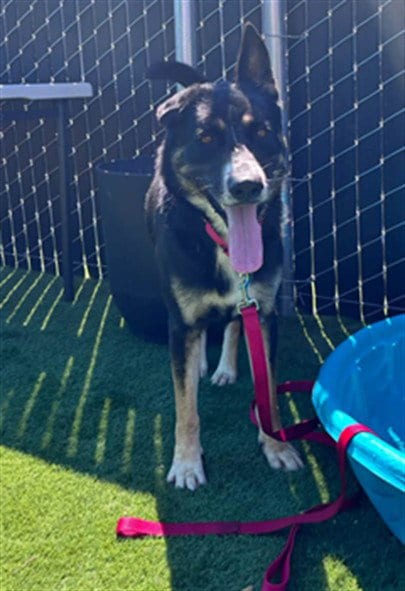 Photo of Lennox, adoptable German Shepherd Dog in San Bernardino, California