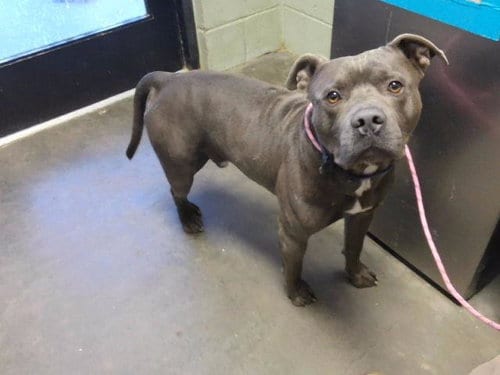 Photo of Reggie, adoptable Pit Bull Terrier in Tulsa, Oklahoma