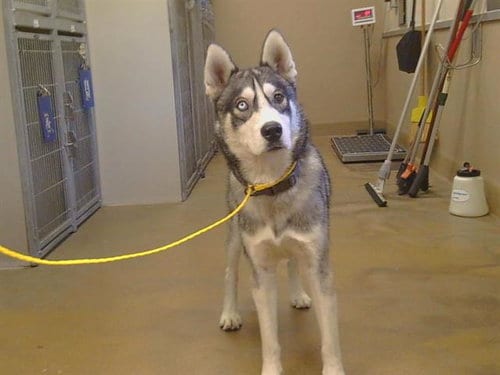 Photo of Ozzie, adoptable Siberian Husky in Sacramento, California