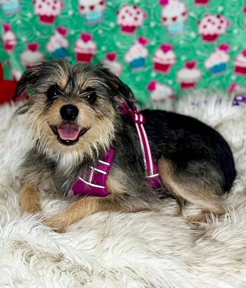 Photo of Bella, adoptable Yorkshire Terrier Yorkie in Bon Carbo, Colorado