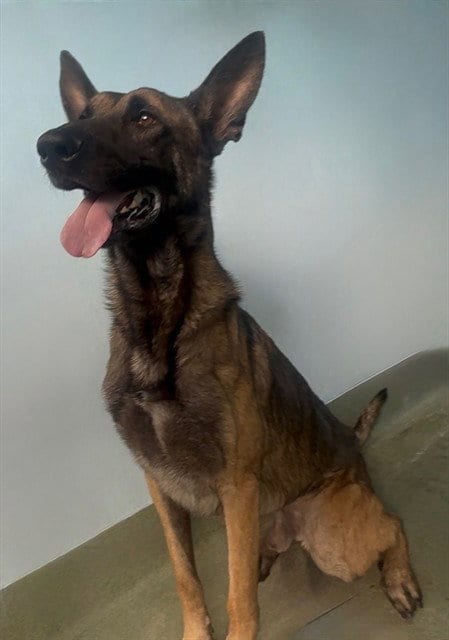 Photo of Boba, adoptable Belgian Shepherd Malinois in Baldwin Park, California