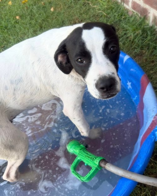 Photo of Remy, adoptable Black Mouth Cur in Long Beach, Mississippi
