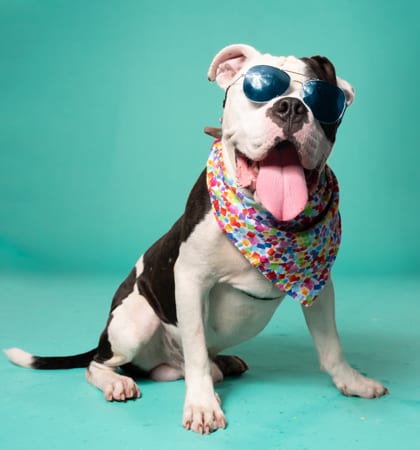 Photo of Chuck, adoptable dog in Atlanta, Georgia