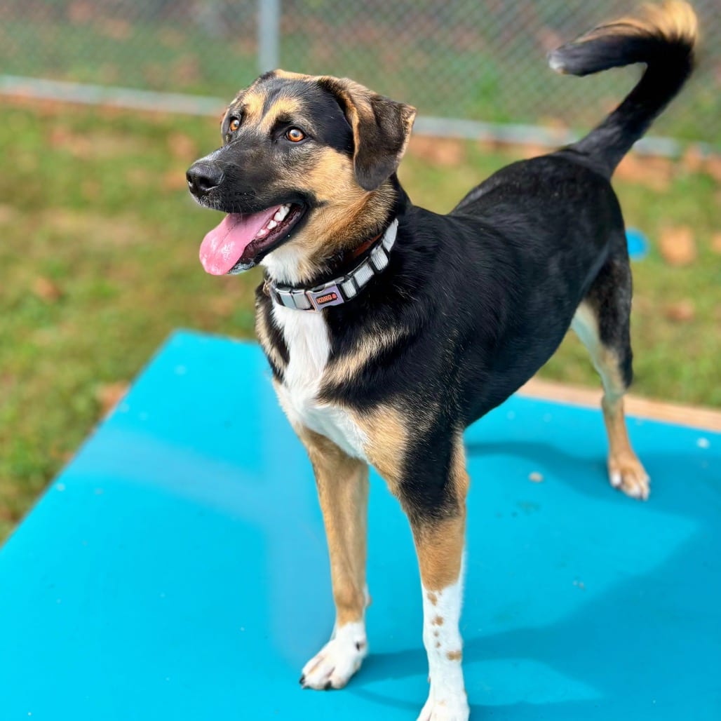 Photo of Junior, adoptable Mixed Breed (Medium) in Nashville, Indiana