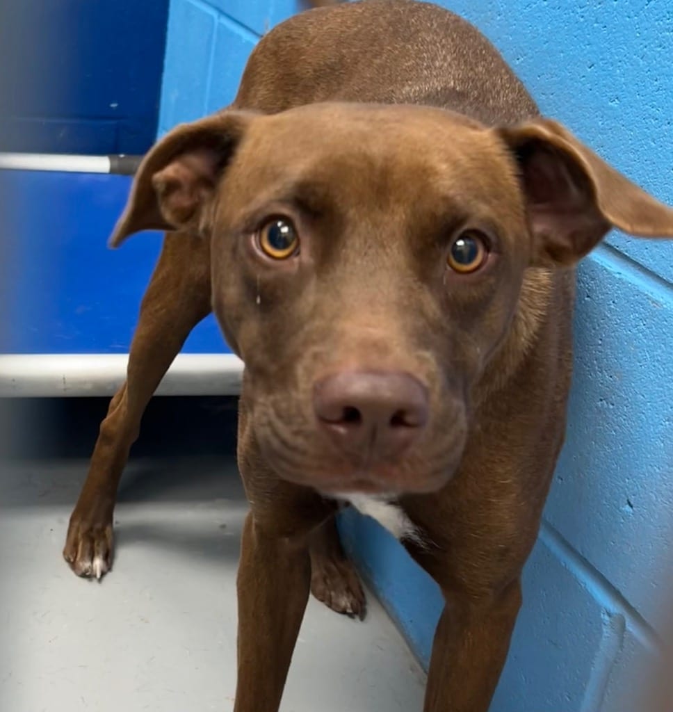 Photo of Lil Sprout, adoptable Labrador Retriever in Hartsville, South Carolina