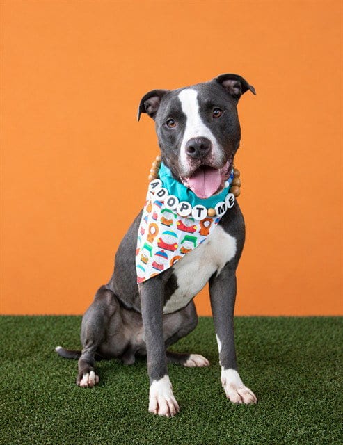 Photo of Blu, adoptable American Bulldog in Miami, Florida