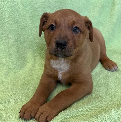 Photo of Flan, adoptable Queensland Heeler in Lancaster, California