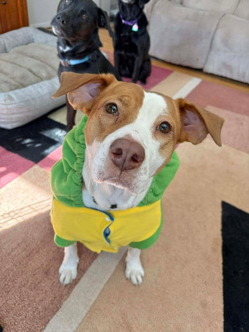 Photo of Coco, adoptable Labrador Retriever in Derwood, Maryland
