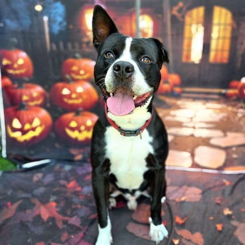 Photo of Biggy, adoptable Pit Bull Terrier in Long Beach, California