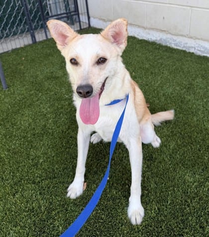 Photo of Churro, adoptable Shepherd/Mix in Bakersfield, California