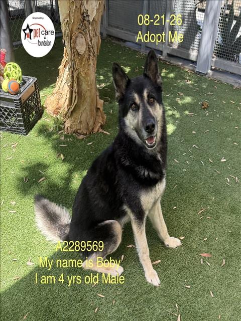 Photo of Bobby, adoptable German Shepherd Dog in Los Angeles, California
