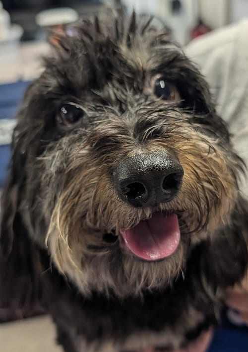 Photo of Otto, adoptable Dachshund in Shelbyville, Tennessee