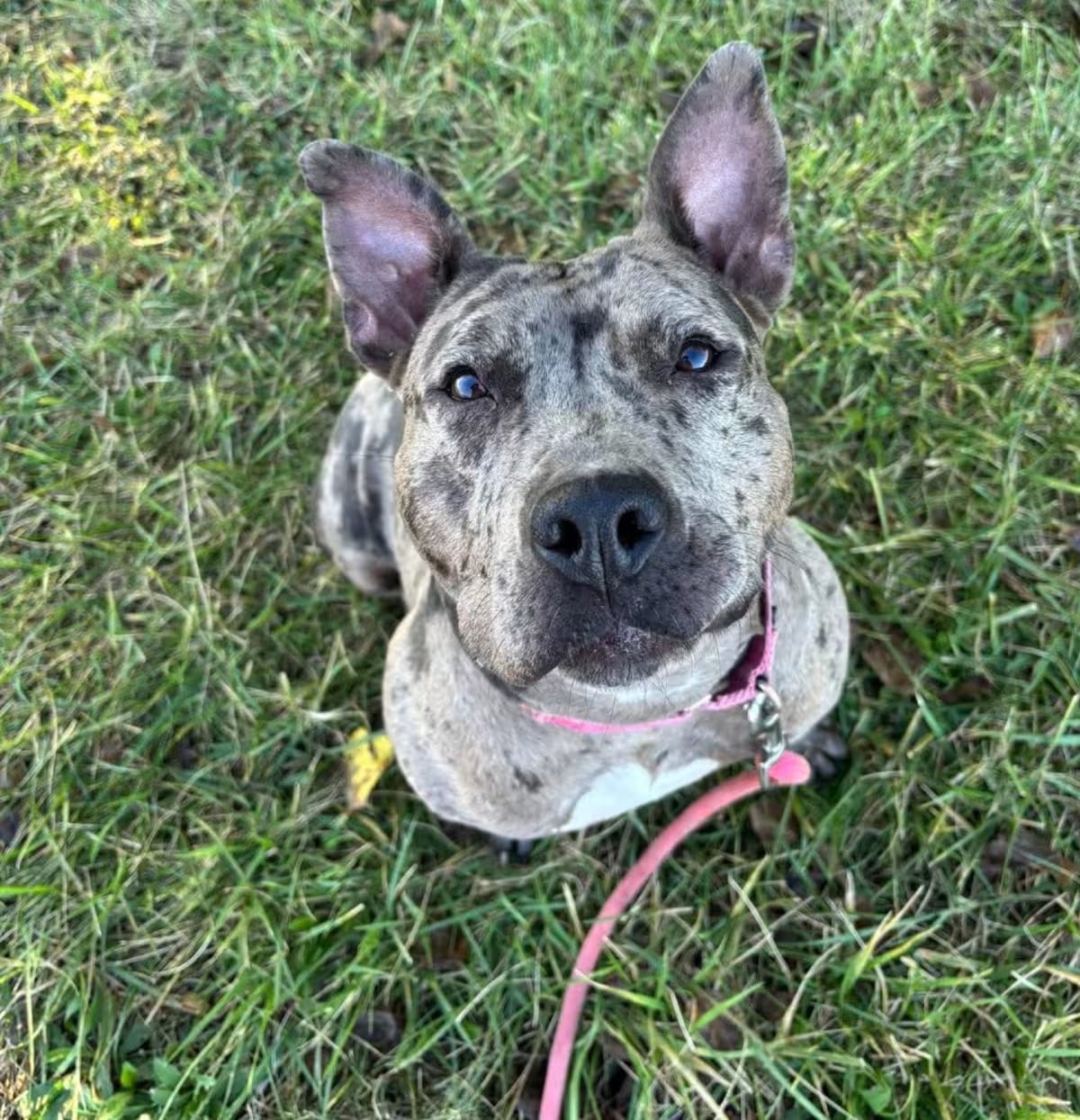 Photo of Starr, adoptable Mixed Breed (Medium) in Edwardsville, Illinois