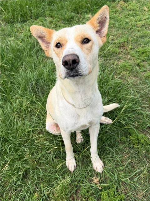 Photo of Lady, adoptable Labrador Retriever in Conroe, Texas