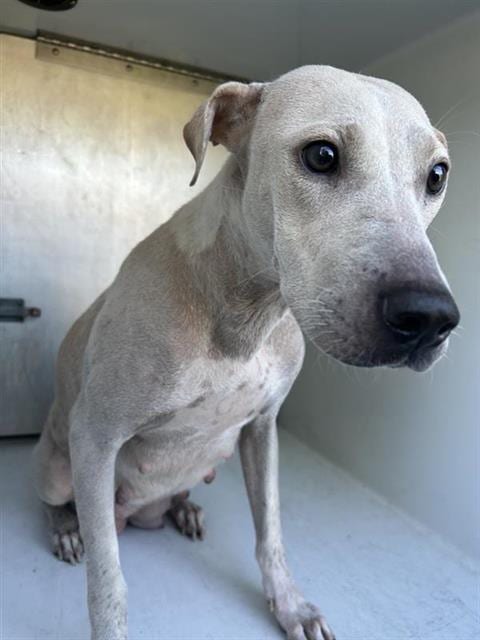 Photo of A661930, adoptable Labrador Retriever in Houston, Texas