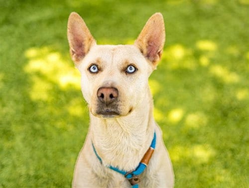 Photo of Sierra, adoptable Labrador Retriever in San Jose, California