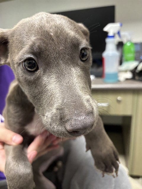 Photo of Sissy, adoptable Pit Bull Terrier in Plano, Texas