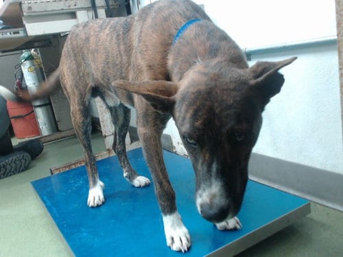 Photo of Ozrick, adoptable Australian Cattle Dog/Blue Heeler in San Bernardino, California