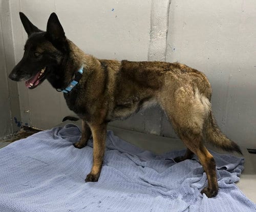 Photo of Maya - IL, adoptable Belgian Shepherd Malinois in Amherst Junction, Wisconsin