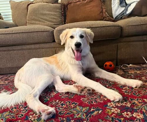 Photo of Finn, adoptable Great Pyrenees in Dallas, Texas