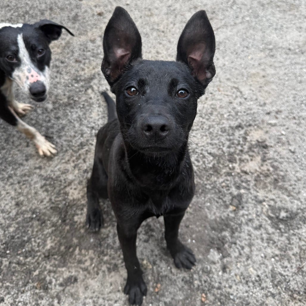 Photo of Lisa, adoptable Retriever, Labrador / Mixed Breed (Large) in Martinsville, Virginia