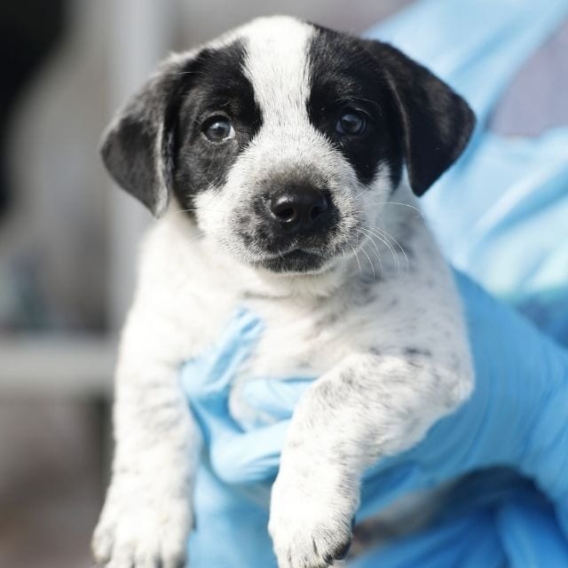 Photo of Sparky, adoptable Shepherd, Australian / Mix in San Antonio, Texas