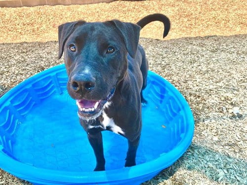 Photo of Huggie, adoptable Pit Bull Terrier in Albuquerque, New Mexico