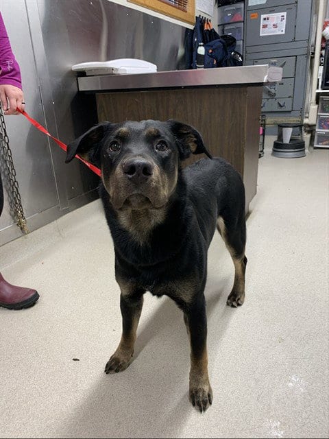 Photo of Orion, adoptable Rottweiler in Fairbanks, Alaska