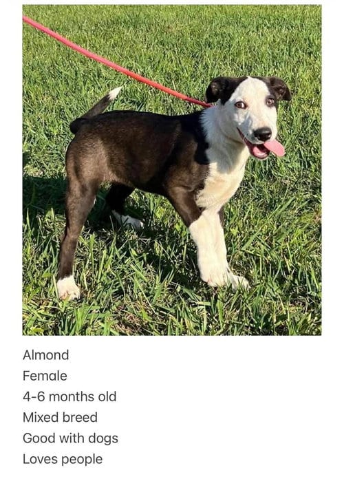 Photo of Almond, adoptable Labrador Retriever in Aurora, Indiana