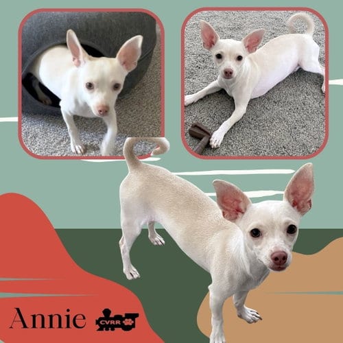 Photo of Annie, adoptable Chihuahua in Lindsay, California